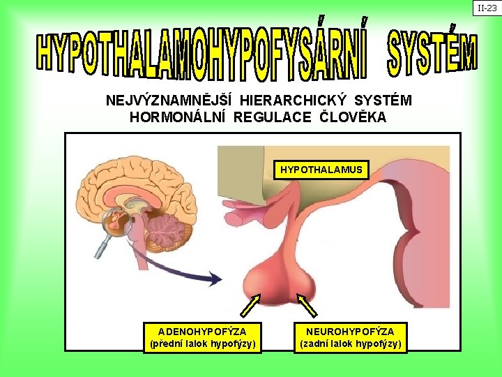 II-23 NEJVÝZNAMNĚJŠÍ HIERARCHICKÝ SYSTÉM HORMONÁLNÍ REGULACE ČLOVĚKA HYPOTHALAMUS ADENOHYPOFÝZA (přední lalok hypofýzy) NEUROHYPOFÝZA (zadní