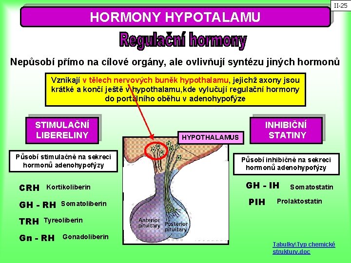 II-25 HORMONY HYPOTALAMU Nepůsobí přímo na cílové orgány, ale ovlivňují syntézu jiných hormonů Vznikají