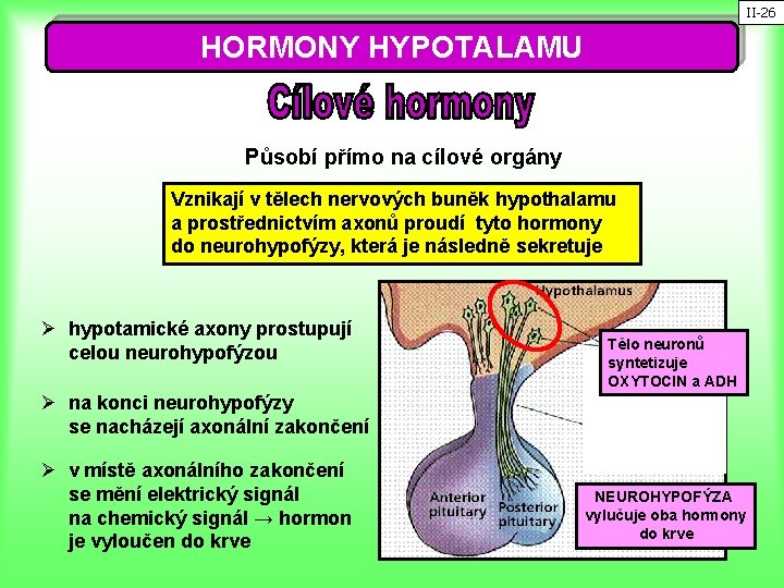 II-26 HORMONY HYPOTALAMU Působí přímo na cílové orgány Vznikají v tělech nervových buněk hypothalamu