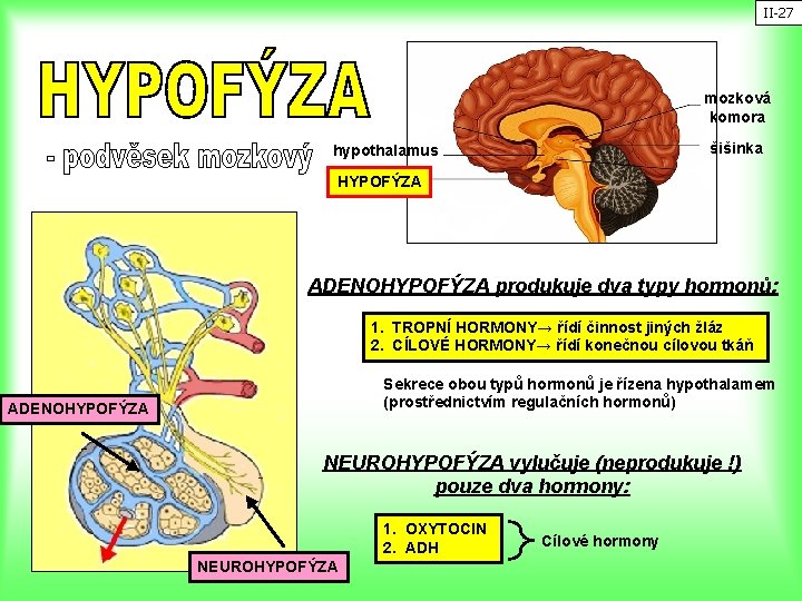 II-27 mozková komora šišinka hypothalamus HYPOFÝZA ADENOHYPOFÝZA produkuje dva typy hormonů: 1. TROPNÍ HORMONY→