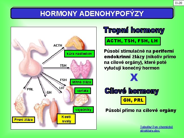 II-28 HORMONY ADENOHYPOFÝZY ACTH, TSH, FSH, LH kůra nadledvin štítná žláza Působí stimulačně na
