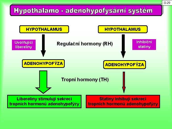 II-29 HYPOTHALAMUS Uvolňující libereliny HYPOTHALAMUS Regulační hormony (RH) ADENOHYPOFÝZA Inhibiční statiny ADENOHYPOFÝZA Tropní hormony