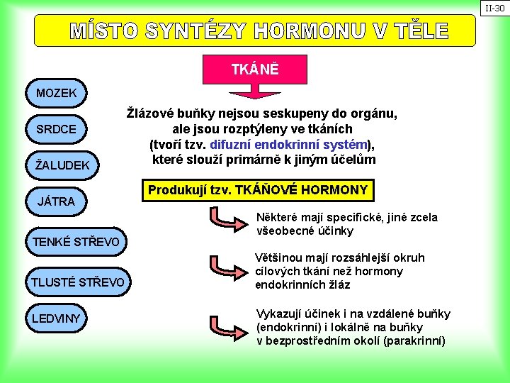 II-30 TKÁNĚ MOZEK SRDCE ŽALUDEK JÁTRA TENKÉ STŘEVO TLUSTÉ STŘEVO LEDVINY Žlázové buňky nejsou