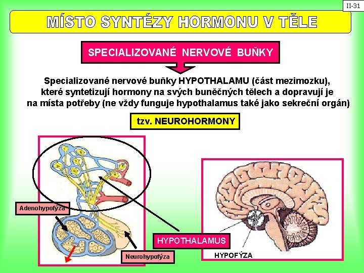 II-31 SPECIALIZOVANÉ NERVOVÉ BUŇKY Specializované nervové buňky HYPOTHALAMU (část mezimozku), které syntetizují hormony na