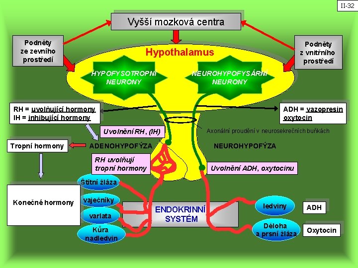 II-32 Vyšší mozková centra Podněty ze zevního prostředí Podněty z vnitřního prostředí Hypothalamus HYPOFYSOTROPNÍ
