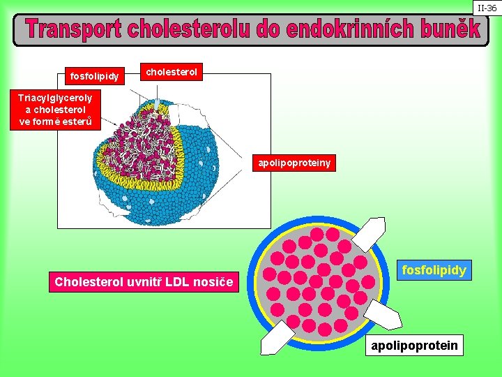 II-36 fosfolipidy cholesterol Triacylglyceroly a cholesterol ve formě esterů apolipoproteiny Cholesterol uvnitř LDL nosiče