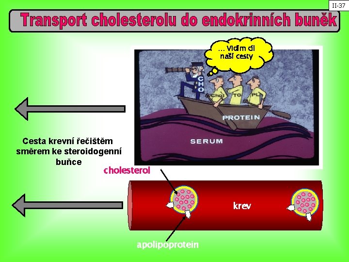 II-37 … Vidím cíl naší cesty Cesta krevní řečištěm směrem ke steroidogenní buňce cholesterol