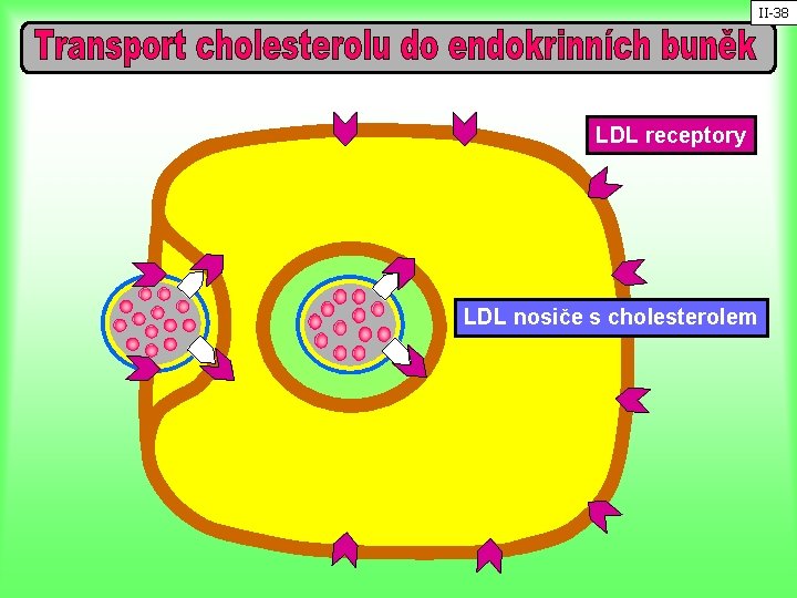 II-38 LDL receptory LDL nosiče s cholesterolem 