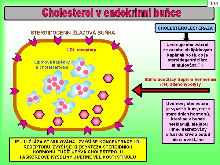 II-39 STEROIDOGENNÍ ŽLÁZOVÁ BUŇKA LDL receptory Lipidové kapénky s cholesterolem CHOLESTERÁZA Uvolňuje cholesterol ze