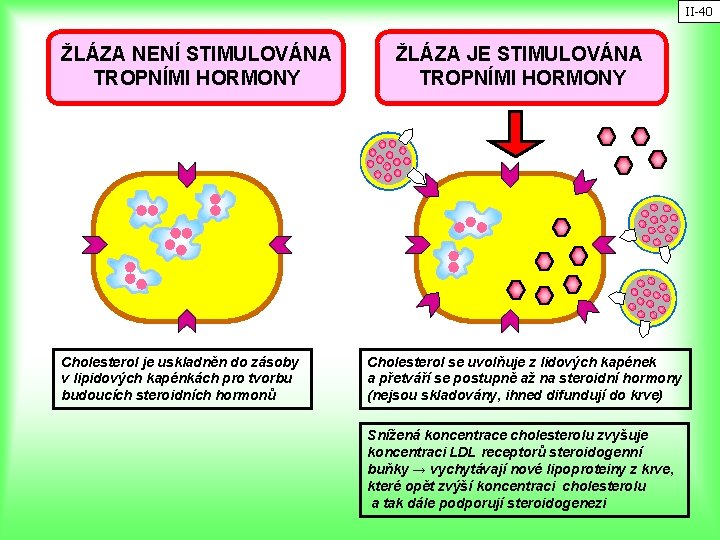 II-40 ŽLÁZA NENÍ STIMULOVÁNA TROPNÍMI HORMONY Cholesterol je uskladněn do zásoby v lipidových kapénkách