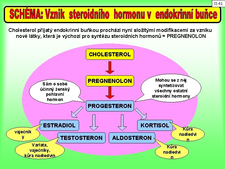 II-41 Cholesterol přijatý endokrinní buňkou prochází nyní složitými modifikacemi za vzniku nové látky, která