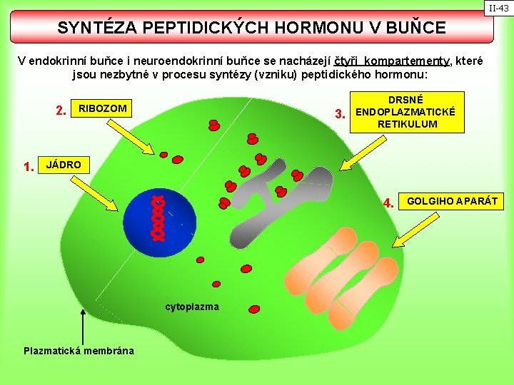 II-43 SYNTÉZA PEPTIDICKÝCH HORMONU V BUŇCE V endokrinní buňce i neuroendokrinní buňce se nacházejí