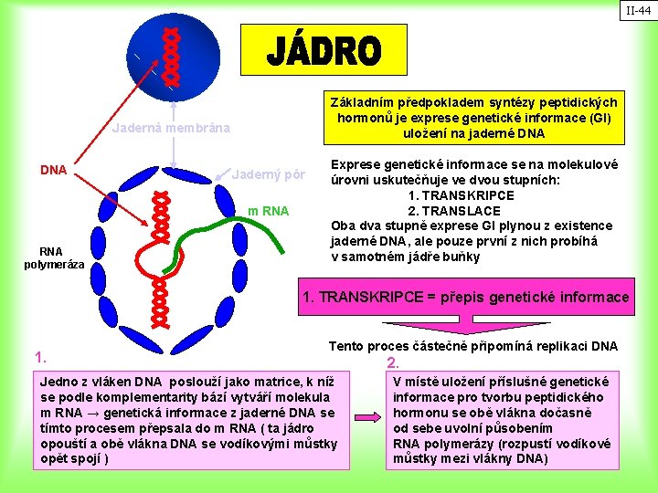 II-44 Základním předpokladem syntézy peptidických hormonů je exprese genetické informace (GI) uložení na jaderné