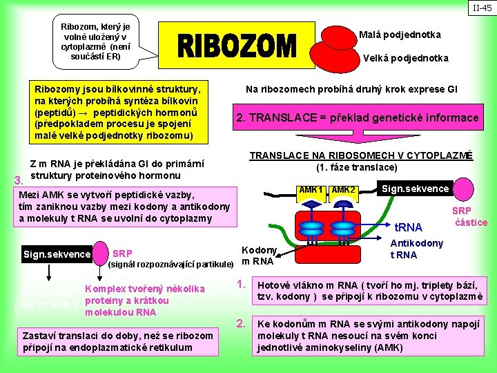 II-45 Ribozom, který je volně uložený v cytoplazmě (není součástí ER) Ribozomy jsou bílkovinné