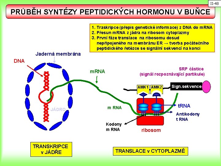 II-48 PRŮBĚH SYNTÉZY PEPTIDICKÝCH HORMONU V BUŇCE 1. Traskripce (přepis genetické informace) z DNA