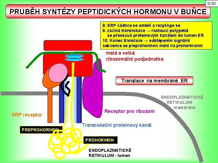 II-50 PRUBĚH SYNTÉZY PEPTIDICKÝCH HORMONU V BUŇCE 8. SRP částice se oddělí a recykluje