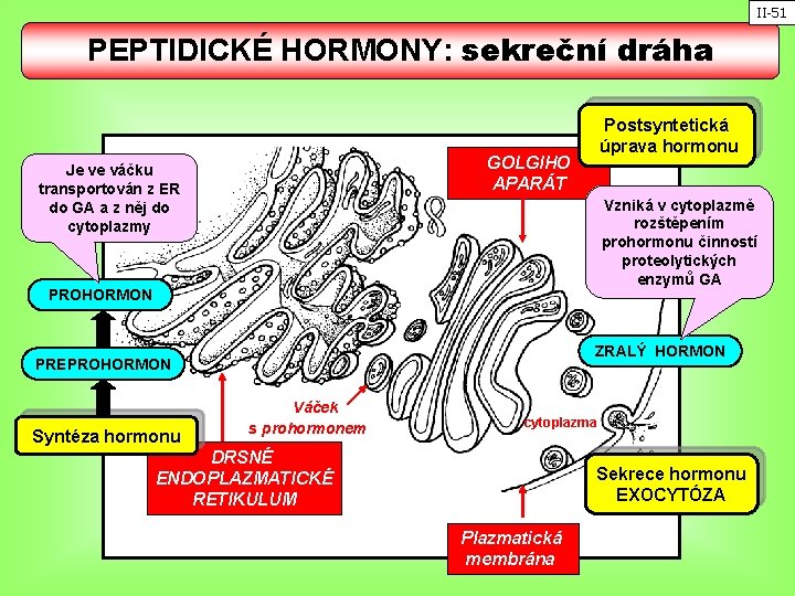 II-51 PEPTIDICKÉ HORMONY: sekreční dráha Postsyntetická úprava hormonu GOLGIHO APARÁT Je ve váčku transportován