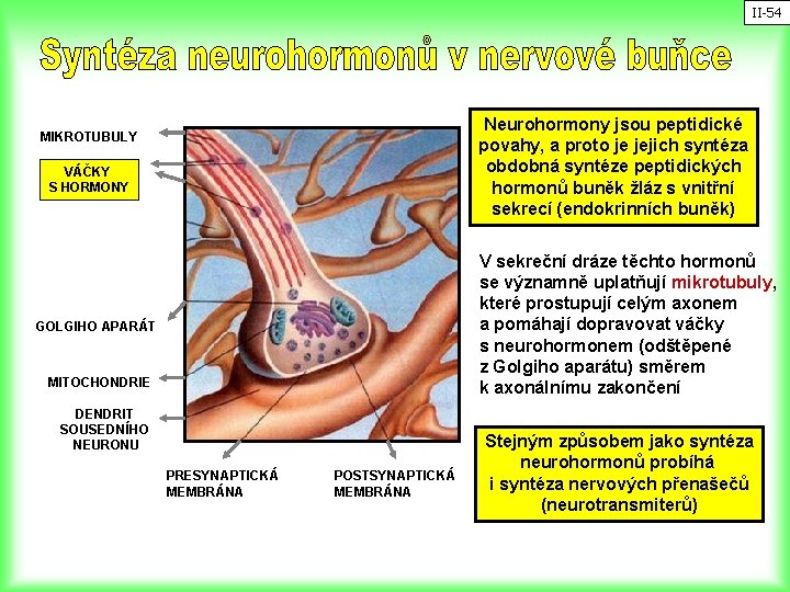 II-54 Neurohormony jsou peptidické povahy, a proto je jejich syntéza obdobná syntéze peptidických hormonů