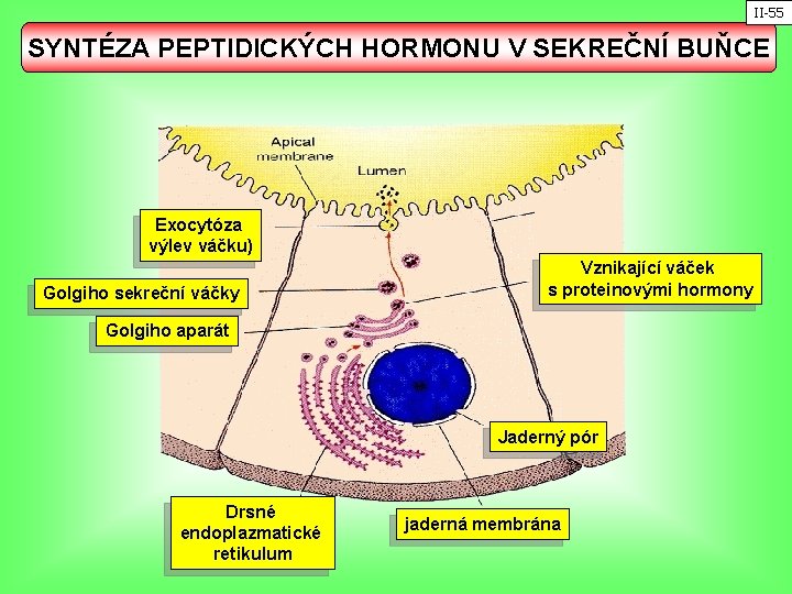 II-55 SYNTÉZA PEPTIDICKÝCH HORMONU V SEKREČNÍ BUŇCE Exocytóza výlev váčku) Golgiho sekreční váčky Vznikající