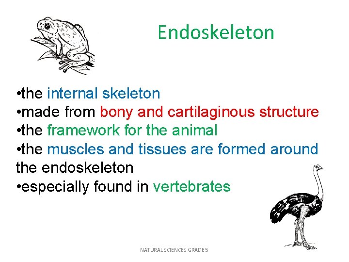 Endoskeleton • the internal skeleton • made from bony and cartilaginous structure • the
