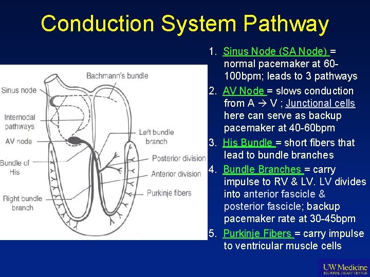 Conduction System Pathway 1. Sinus Node (SA Node) = normal pacemaker at 60100 bpm;