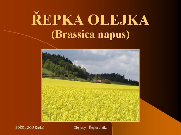 ŘEPKA OLEJKA (Brassica napus) SOŠS a SOU Kadaň Olejniny - Řepka olejka 