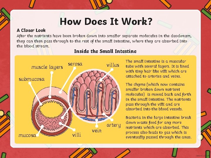 A Closer Look How Does It Work? After the nutrients have been broken down