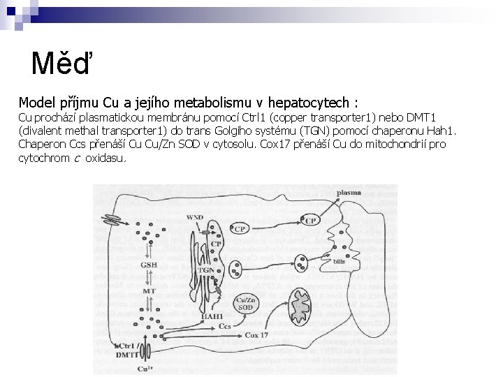 Měď Model příjmu Cu a jejího metabolismu v hepatocytech : Cu prochází plasmatickou membránu