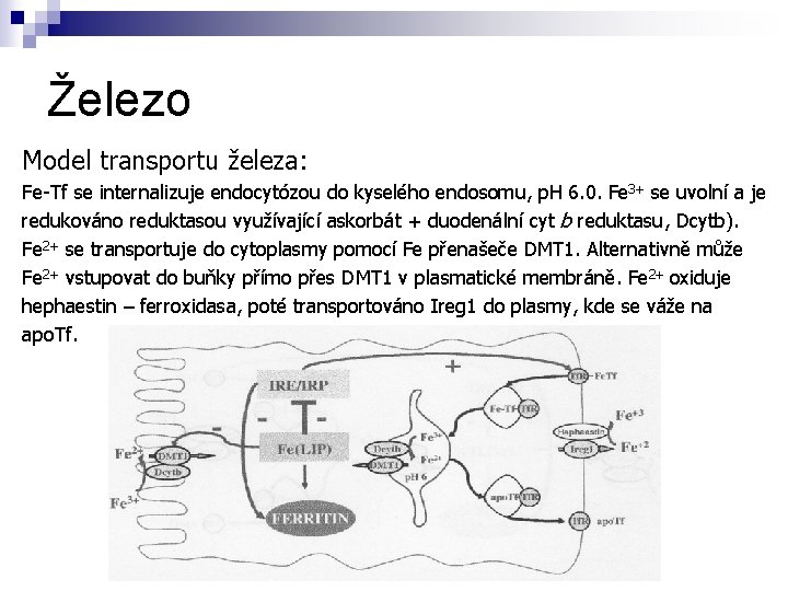 Železo Model transportu železa: Fe-Tf se internalizuje endocytózou do kyselého endosomu, p. H 6.