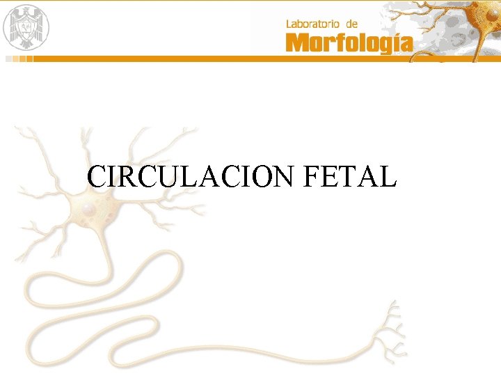 CIRCULACION FETAL 