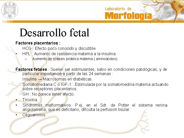 Desarrollo fetal Factores placentarios : HCG : Efecto poco conocido y discutible. • HPL