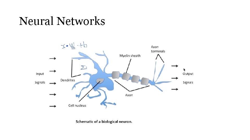 Neural Networks 