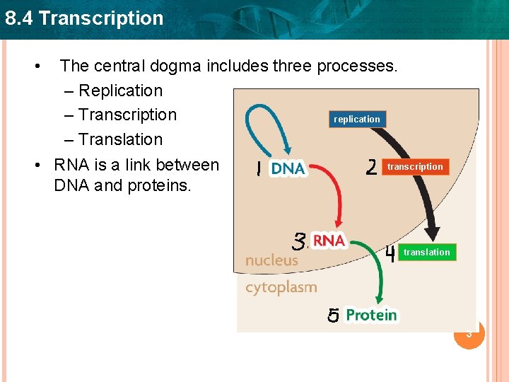 8. 4 Transcription • The central dogma includes three processes. – Replication – Transcription
