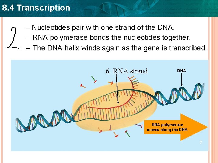 8. 4 Transcription – Nucleotides pair with one strand of the DNA. – RNA