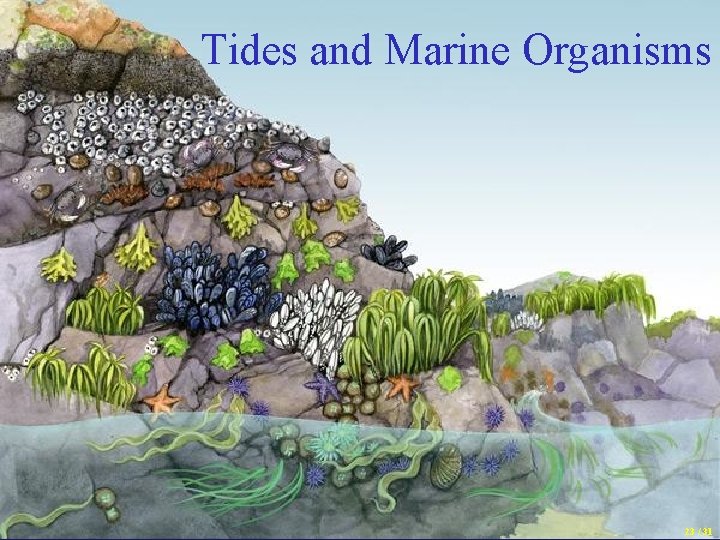 Tides and Marine Organisms 23 / 31 