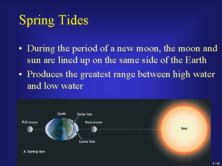 Spring Tides • During the period of a new moon, the moon and sun