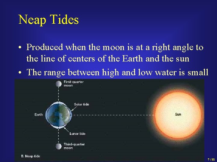 Neap Tides • Produced when the moon is at a right angle to the