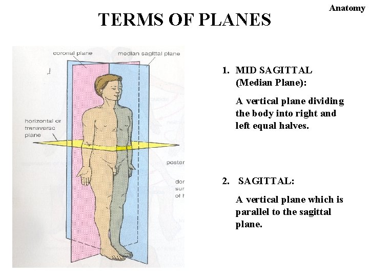 TERMS OF PLANES Anatomy 1. MID SAGITTAL (Median Plane): A vertical plane dividing the