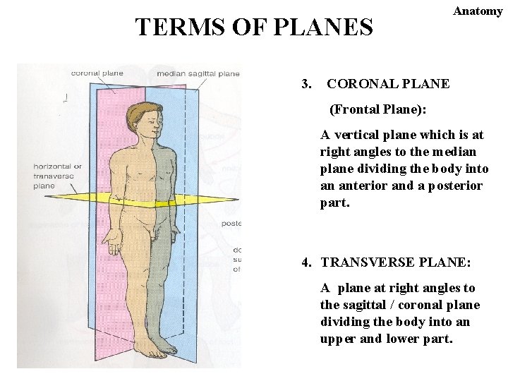 TERMS OF PLANES 3. Anatomy CORONAL PLANE (Frontal Plane): A vertical plane which is