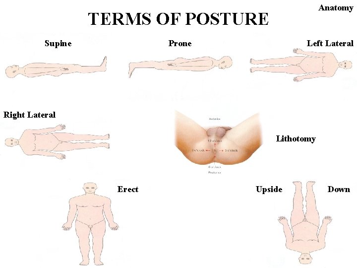Anatomy TERMS OF POSTURE Supine Prone Left Lateral Right Lateral Lithotomy Erect Upside Down