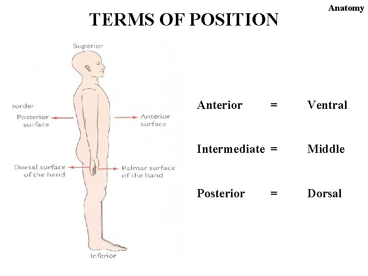 TERMS OF POSITION Anterior Anatomy = Ventral Intermediate = Middle Posterior Dorsal = 