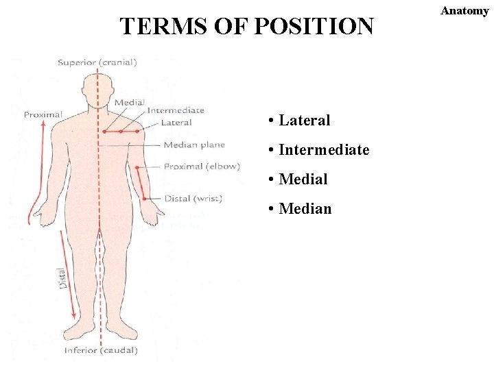 TERMS OF POSITION • Lateral • Intermediate • Medial • Median Anatomy 