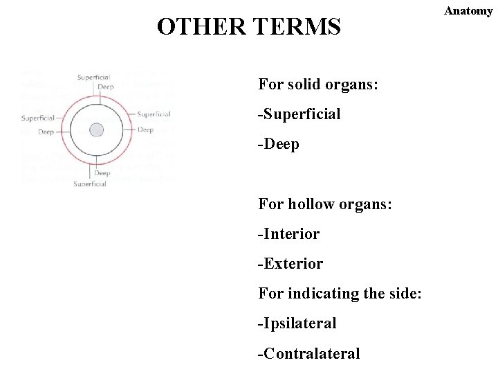OTHER TERMS For solid organs: -Superficial -Deep For hollow organs: -Interior -Exterior For indicating