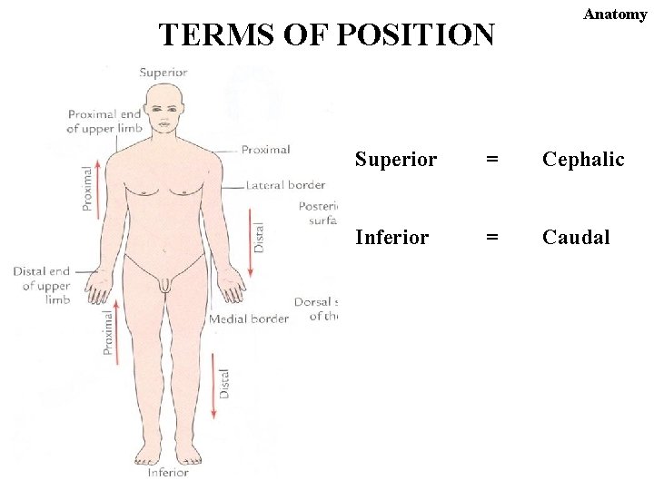 TERMS OF POSITION Anatomy Superior = Cephalic Inferior = Caudal 