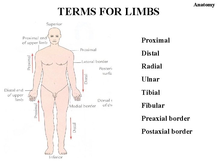 TERMS FOR LIMBS Proximal Distal Radial Ulnar Tibial Fibular Preaxial border Postaxial border Anatomy