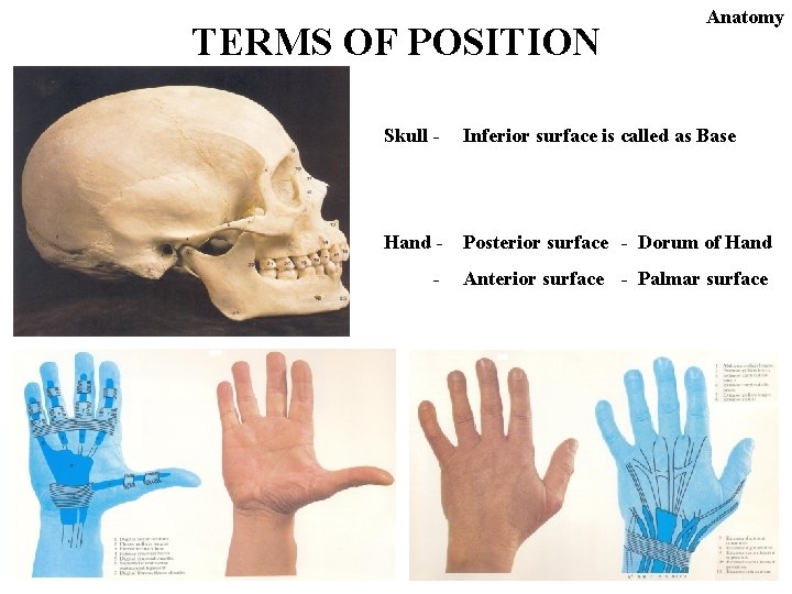 TERMS OF POSITION Anatomy Skull - Inferior surface is called as Base Hand -