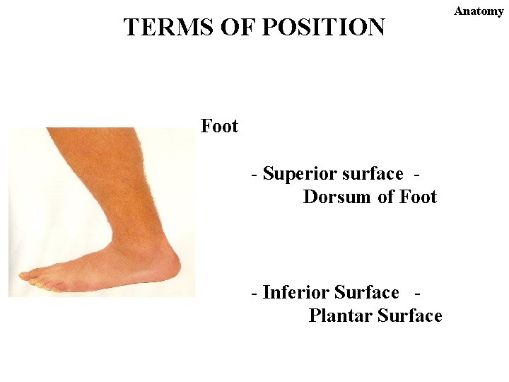 TERMS OF POSITION Foot - Superior surface Dorsum of Foot - Inferior Surface Plantar