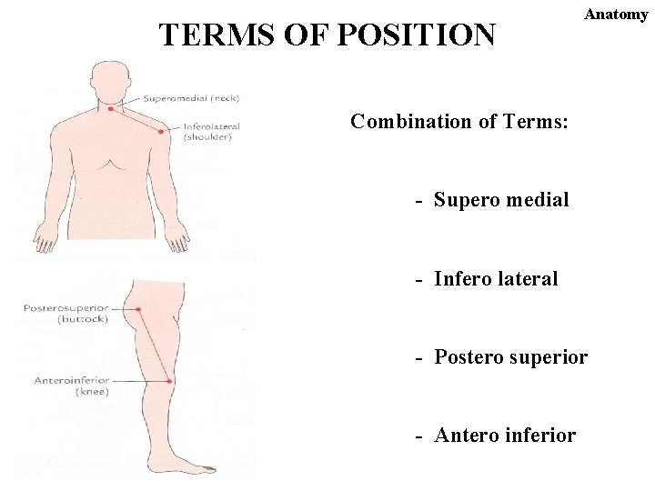 TERMS OF POSITION Anatomy Combination of Terms: - Supero medial - Infero lateral -