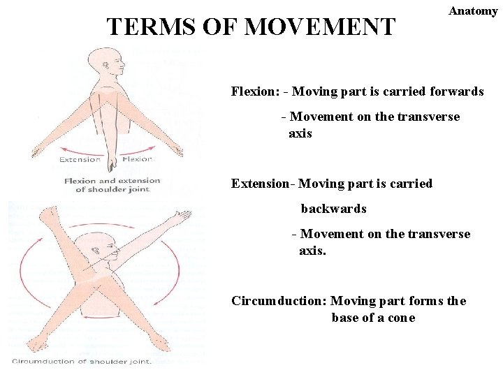 TERMS OF MOVEMENT Anatomy Flexion: - Moving part is carried forwards - Movement on