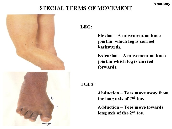 SPECIAL TERMS OF MOVEMENT Anatomy LEG: Flexion – A movement on knee joint in